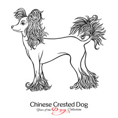 Chinese Crested Dog. Black and white graphic drawing of a dog. 