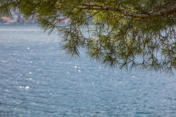 ветки сосны на фоне моря  © lufotolab