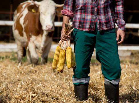 Farmer with corn cobs with cow behind him