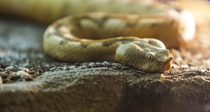 Horned viper snake