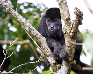 howler monkey in Costa Rica