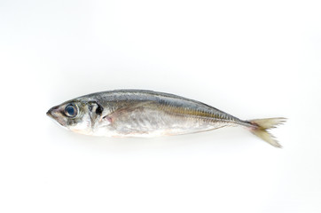 fresh fish mackerel on white background