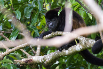 howler monkey in Costa Rica