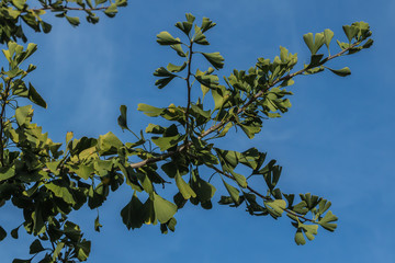 Ginkgozweig am blauen Himmel