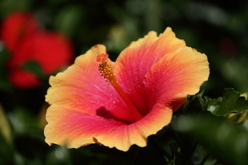 hibiscus