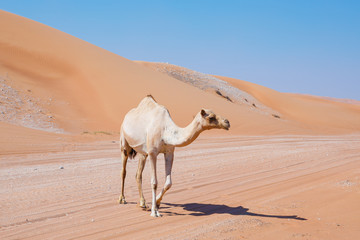 camels in the desert