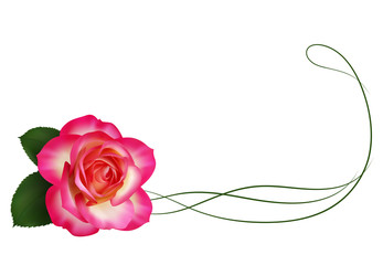 Realistic pink rose, border, footer.