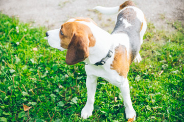 beagle dog playing outsside