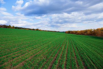 Fototapeta na wymiar Agricultural field in Europe