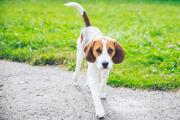 beagle dog playing outsside