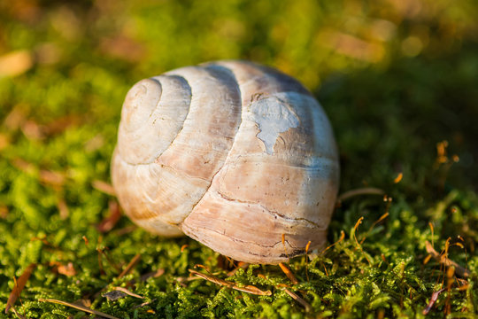 Shell from Snail