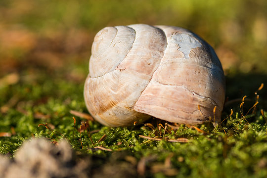 Shell from Snail