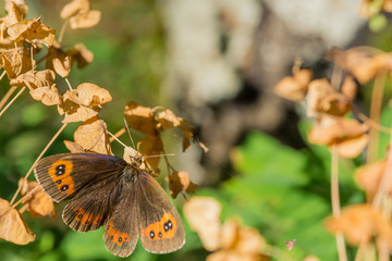 Naklejka premium butterfly