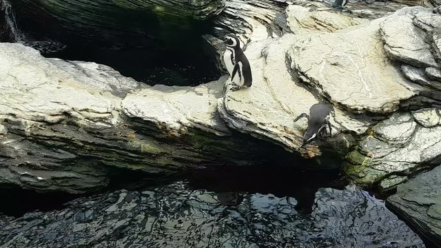 Penguins on the rocks before jumping into water.