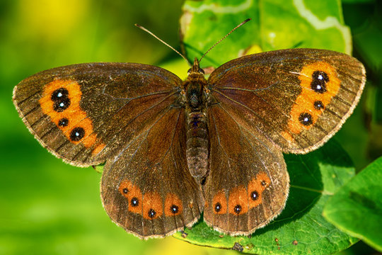 butterfly