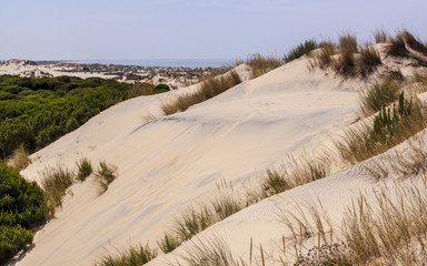 Sand dunes on the beach of Doñana National Park