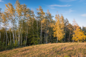 Birch trees on the edge of the forest covered in yellow autumn leaves