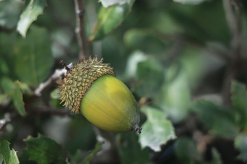 Oak branch with green leaves and acorns on a sunny day