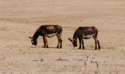 Two donkeys in the field