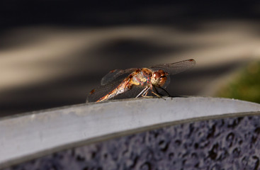 Dragonfly with spread wings close-up outdoor, insect