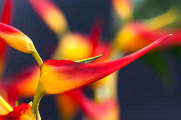 Heliconia with vivid colors