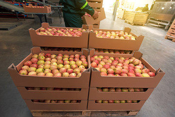 Tasty  apples in a box in the fruit production complex