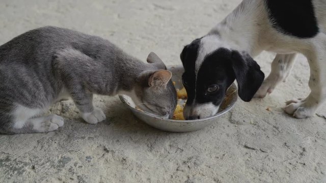 Puppie and kitten eating from the same bowl
