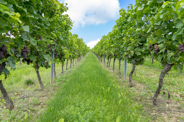 Fototapeta na wymiar Vineyards in the harvest season in Rhein-Hessen in Rhineland-Palatinate, Germany