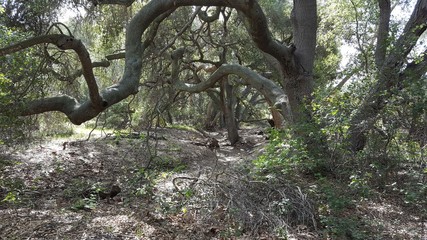 Canopy of old, twisted oak trees and layers of branches in a forest.