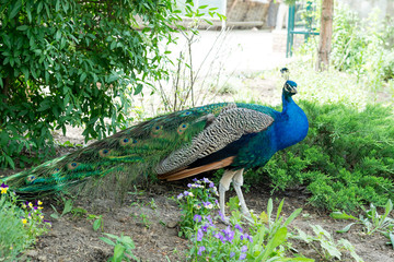 Naklejka premium A handsome, proud male peacock walks through the summer park.