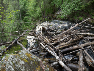 Obraz premium River flow in the green forest
