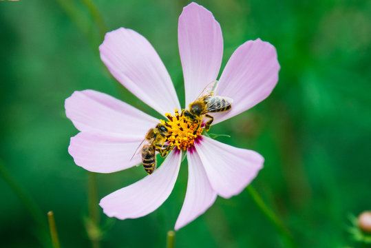 pink chamomile close up with bee