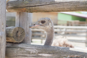 A large gray ostrich peeps out through the zoo fence.