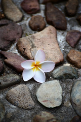 White flower is lying on stones, Plumeria