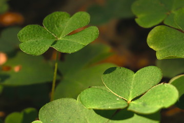 clover close up