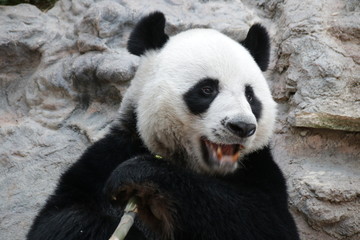 Obraz premium Male Giant Panda in Thailand, Eating Bamboo Shoot