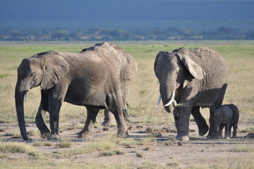 Fototapeta premium The African animals. Kenya