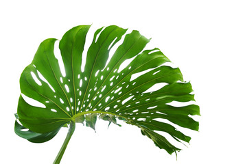 Green leaf of monstera or split-leaf philodendron (Monstera deliciosa) the tropical foliage plant growing in wild isolated on white background, clipping path included. © Chansom Pantip