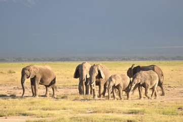 Fototapeta premium The African animals. Kenya