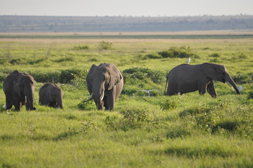 The African animals. Kenya