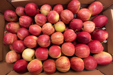 Beautiful appetizing fruit background red with red apples