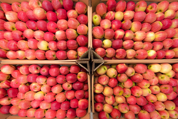 Beautiful appetizing fruit red background with red apples in a cardboard box