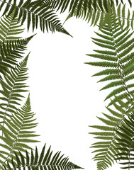 Fototapeta na wymiar Fern Leaf Vector Background Illustration