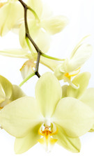 Naklejka premium Gelbe Phalaenopsis Orchidee isoliert vor weißem Hintergrund