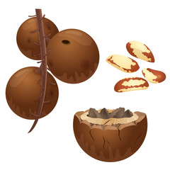 Brazilian nut plant, nuts and peeled kernels / Part of Brazilian nut branch with the fruits, nuts in the shell and peeled nuts
