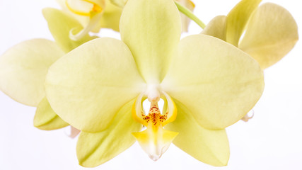 Gelbe Phalaenopsis Orchidee isoliert vor weißem Hintergrund