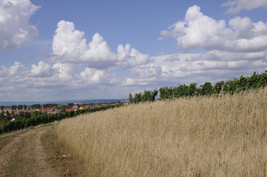 feldrand bei eckelsheim in rheinhessen
