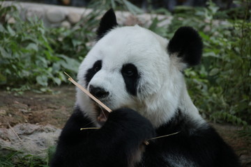 Obraz na płótnie Canvas Female Giant Panda in Thailand, eating Bamboo Stick