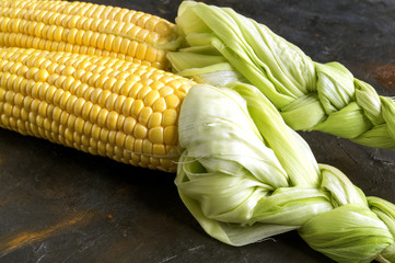 Ripe corn on a gray background.