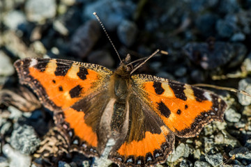 Butterfly. Rusalka Pokrzywnik, Aglais, urticae, Eurasian butterfly, nymphalidae